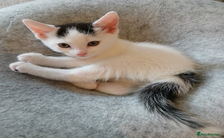 Mixed Breed cats - Advert 1