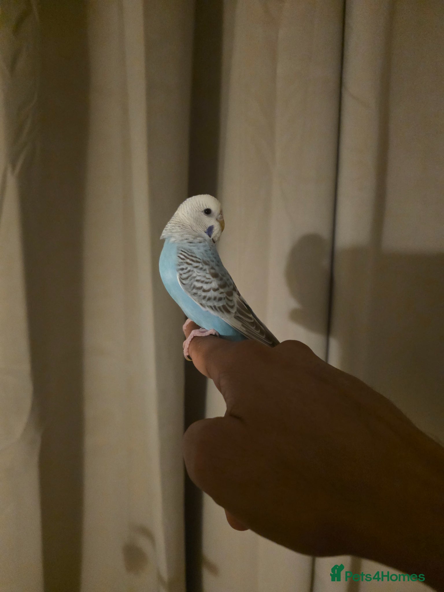 Budgerigars birds Budgies for sale - Advert 1