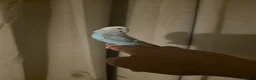 Budgerigars birds for sale: Budgies for sale - Advert 1