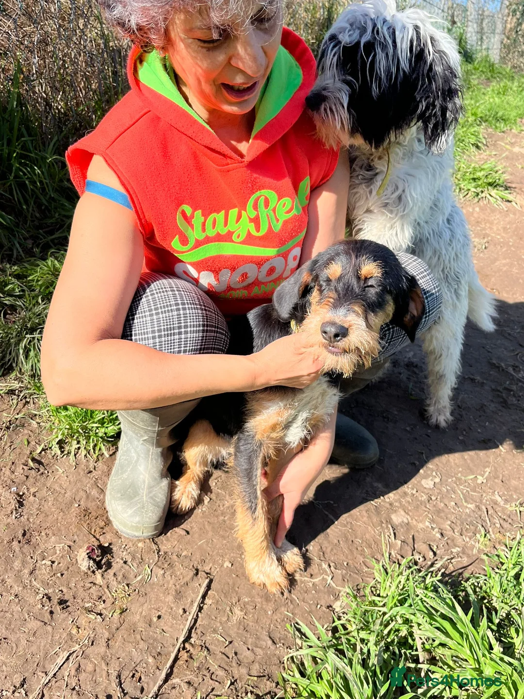 Mixed Breed dogs for adoption: Betsy - a gorgeous wirehaired girl in Matlock - Advert 13