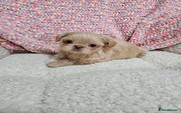 Shih Tzu dogs for sale: Quality Imperial Shih tzu babies - Advert 6
