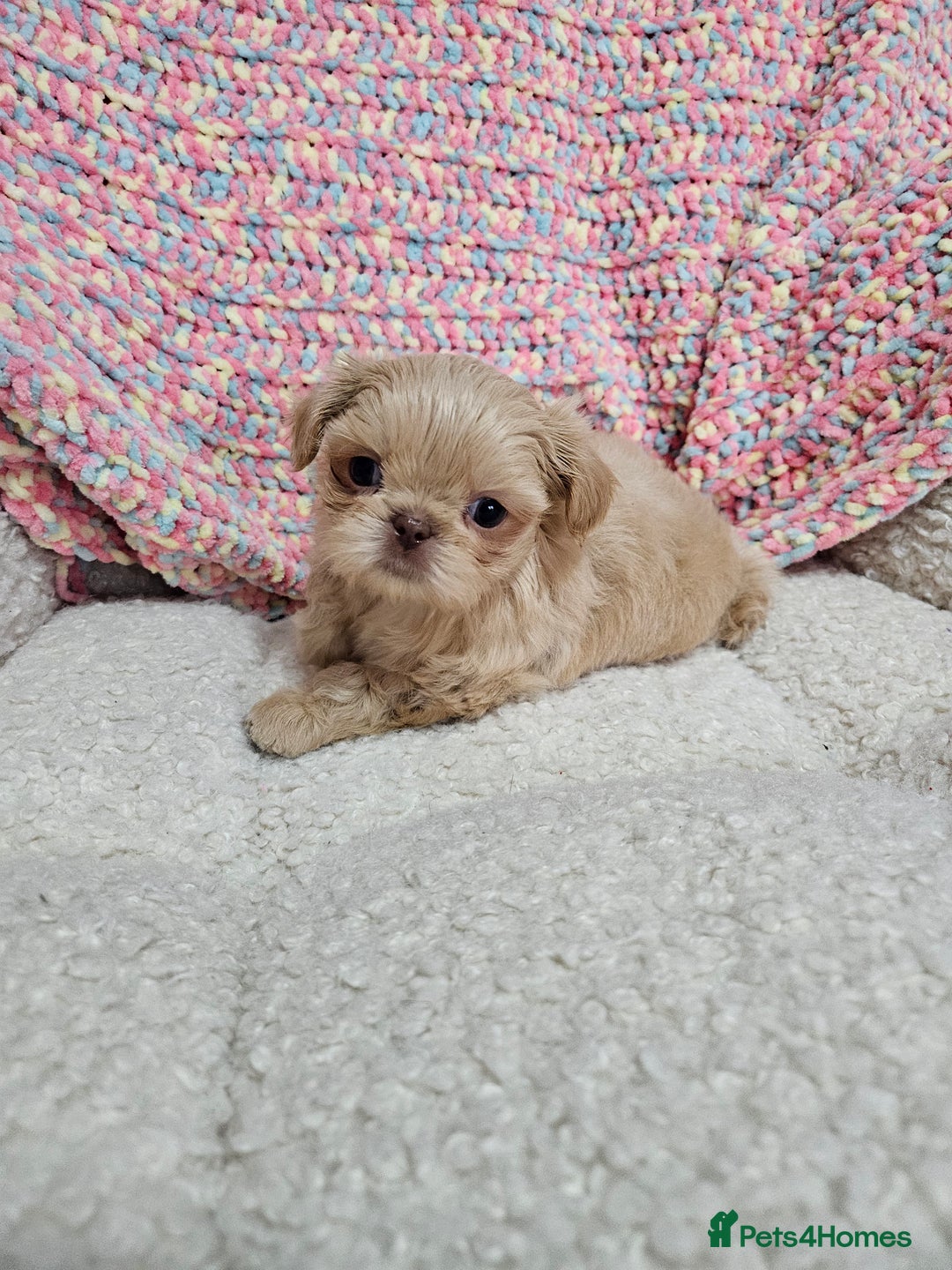 Shih Tzu dogs for sale: Quality Imperial Shih tzu babies - Advert 6