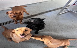 Labrador Retriever dogs for stud: Fox Red Labrador *STUD*  - Image 4