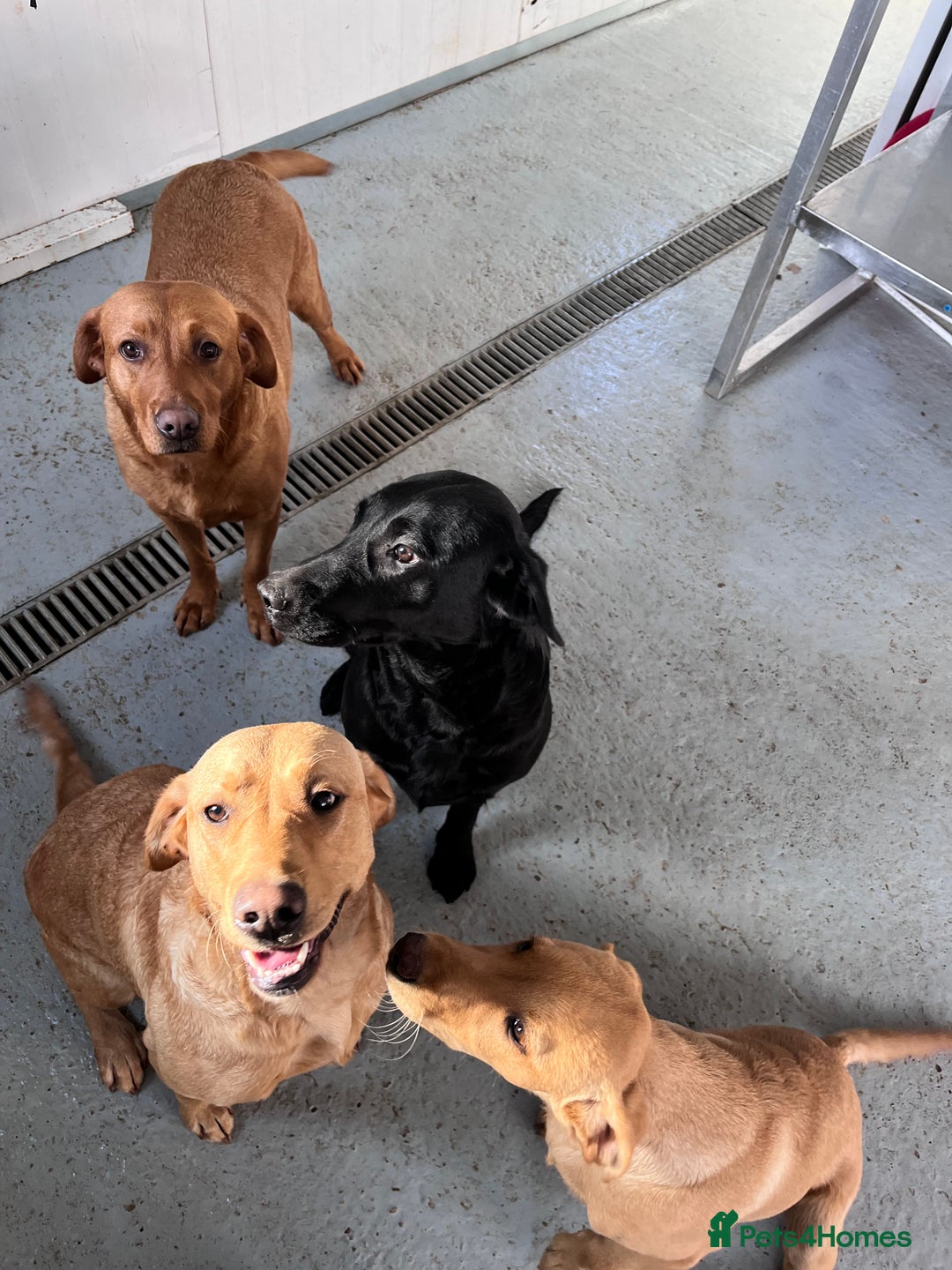 Labrador Retriever dogs for stud: Fox Red Labrador *STUD*  - Image 4