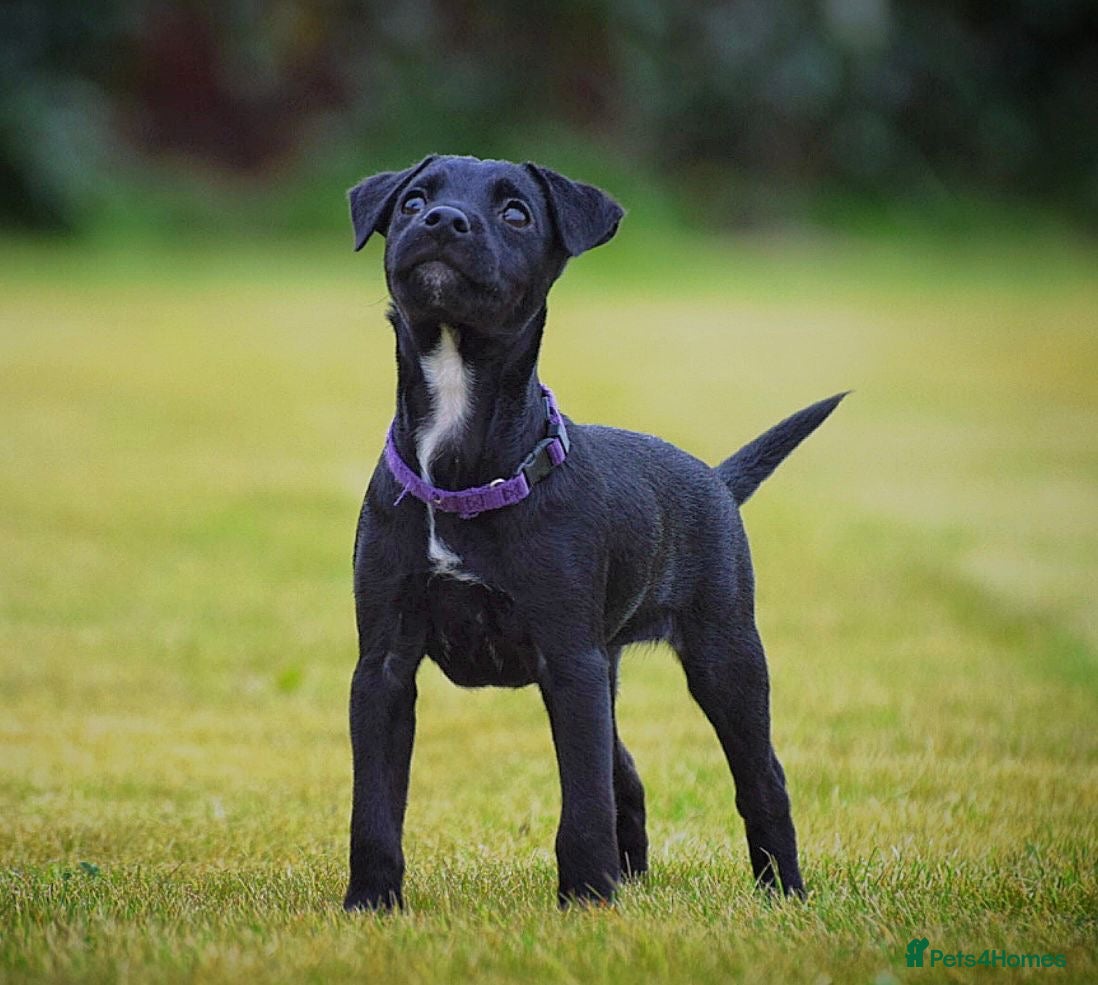 Patterjack dogs Last girl READY NOW! 5⭐️licensed breeders - Advert 11