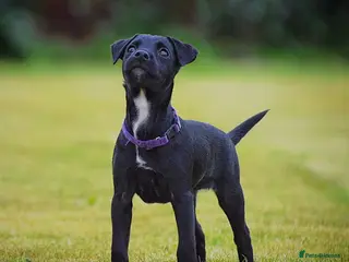 Patterjack dogs Last girl READY NOW! 5⭐️licensed breeders - Advert 11