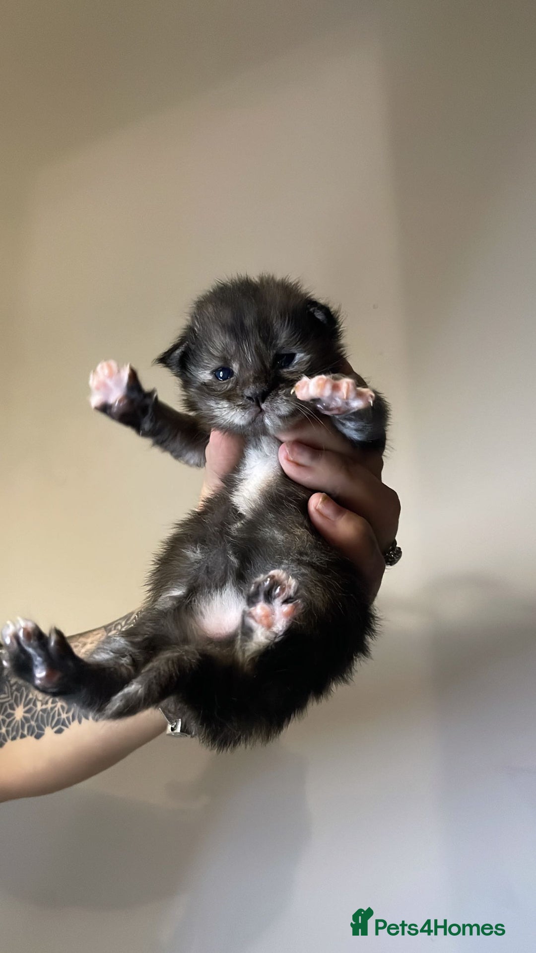 Maine Coon cats for sale: Adorable Maine coon kittens for sale  - Advert 11