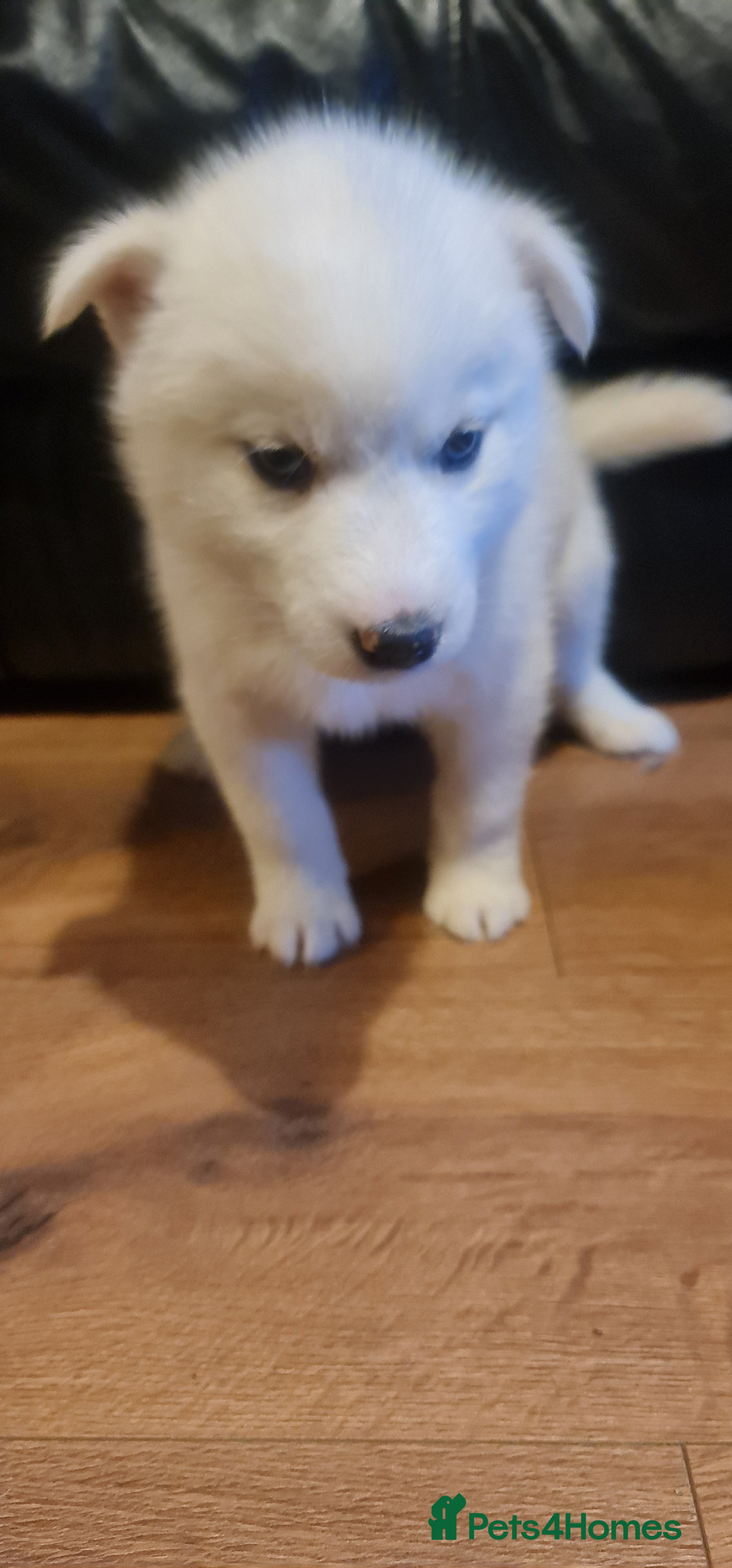 Siberian Husky dogs Outstanding Siberian husky puppies  - Advert 17