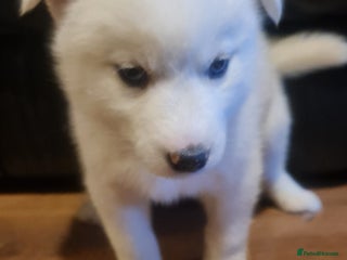 Siberian Husky dogs Outstanding Siberian husky puppies - Advert 17