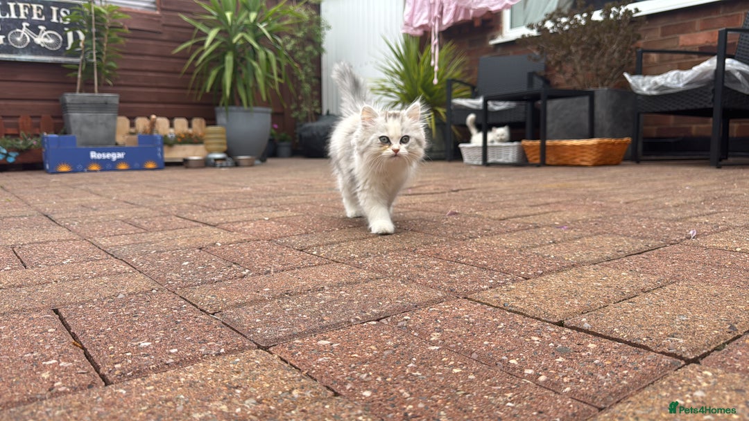 Persian cats for sale: Lovely Persian cats  - Image 24