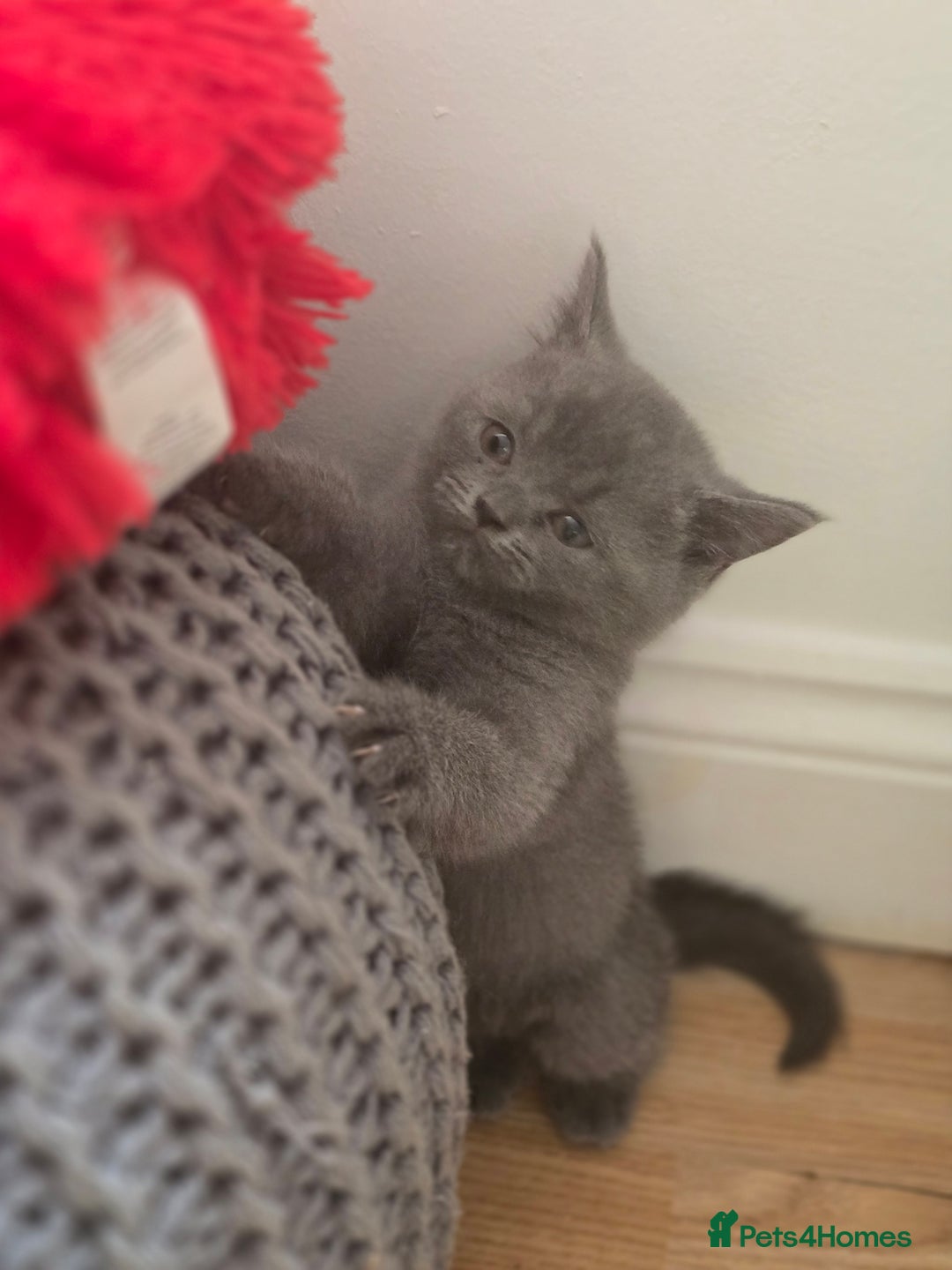 British Shorthair cats for sale: 6 Gorgeous BSH Kittens – Friendly & Playful! - Image 7