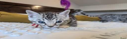Bengal cats for sale: 🖤🩶🤍 Stunning Bengal Kittens 🤍🩶🖤 - Advert 37