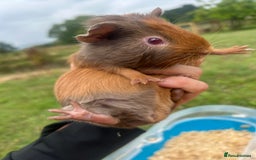 Guinea Pig rodents for sale: Two baby guinea pigs for sale  - Image 1