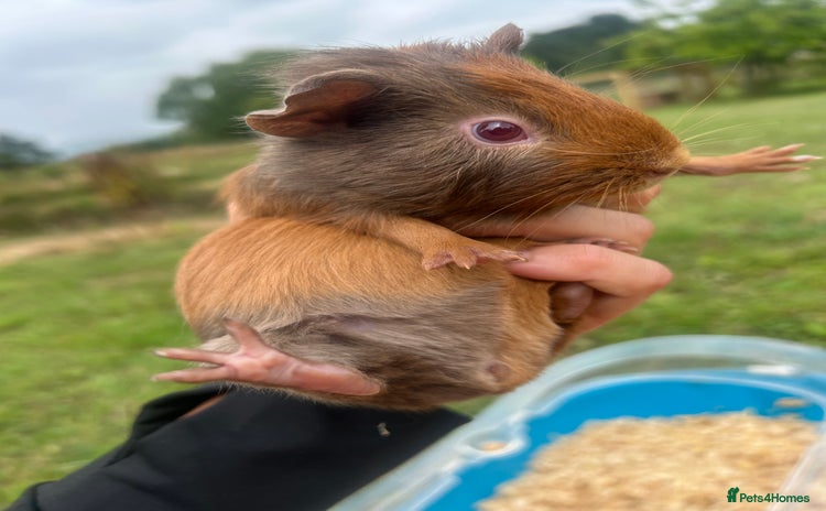 Guinea Pig rodents - Advert 6