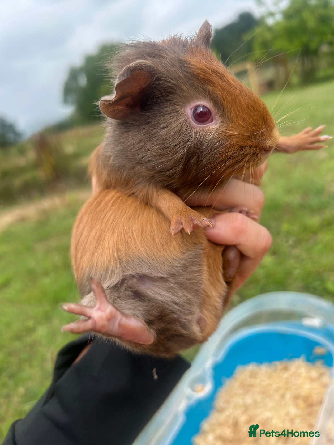 Guinea Pig rodents for sale: Two baby guinea pigs for sale  - Image 1