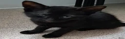 Mixed Breed cats for sale: Tuxedo tabby kitten and black kitten - Advert 3