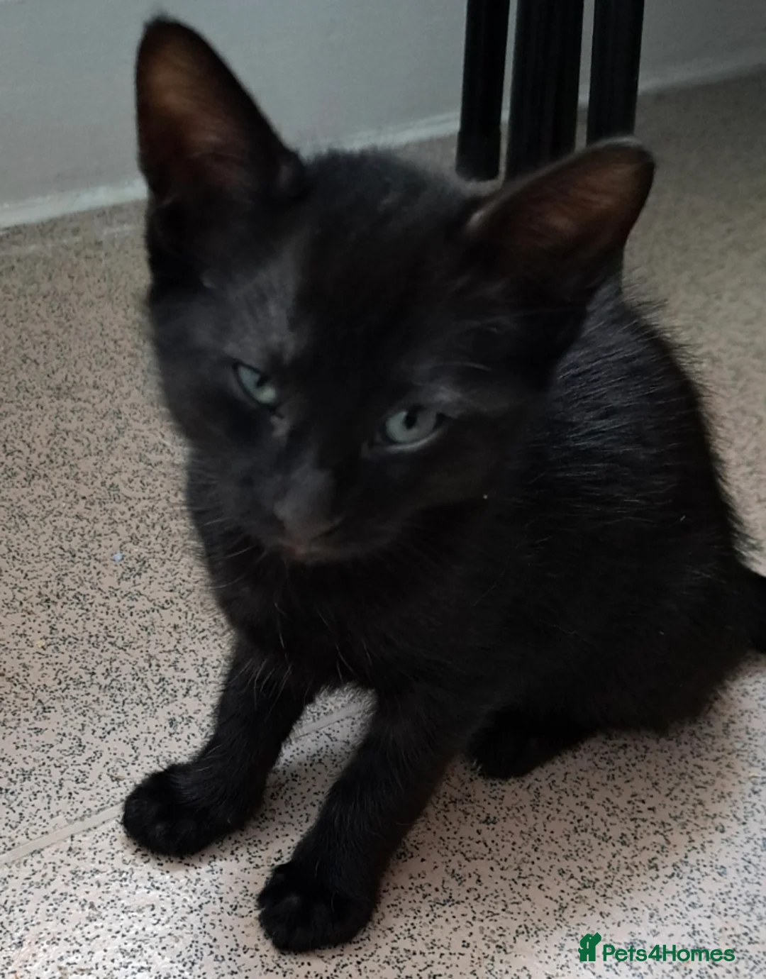 Mixed Breed cats for sale: Tuxedo tabby kitten and black kitten - Advert 3