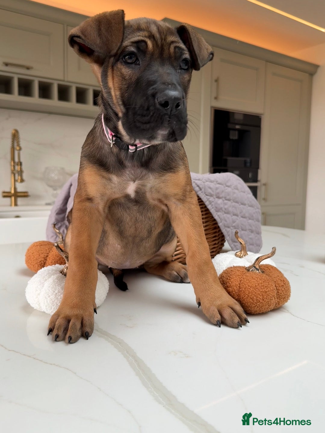 Cane Corso dogs for sale: Beautiful Cane Corso Puppies - Advert 4