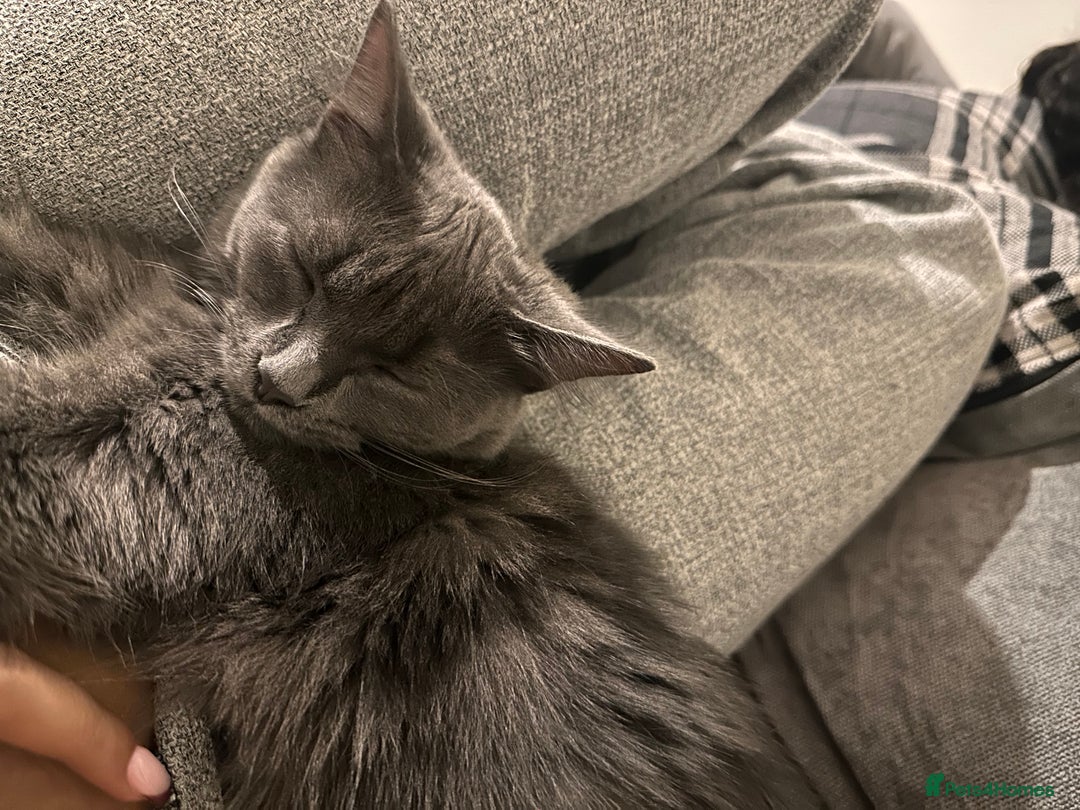 Mixed Breed cats for sale: Loving 10 month old looking for a new home  - Advert 2