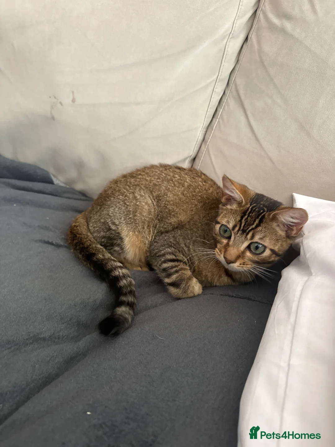 Bengal cats for sale: Bengal mixed kitten  - Advert 1