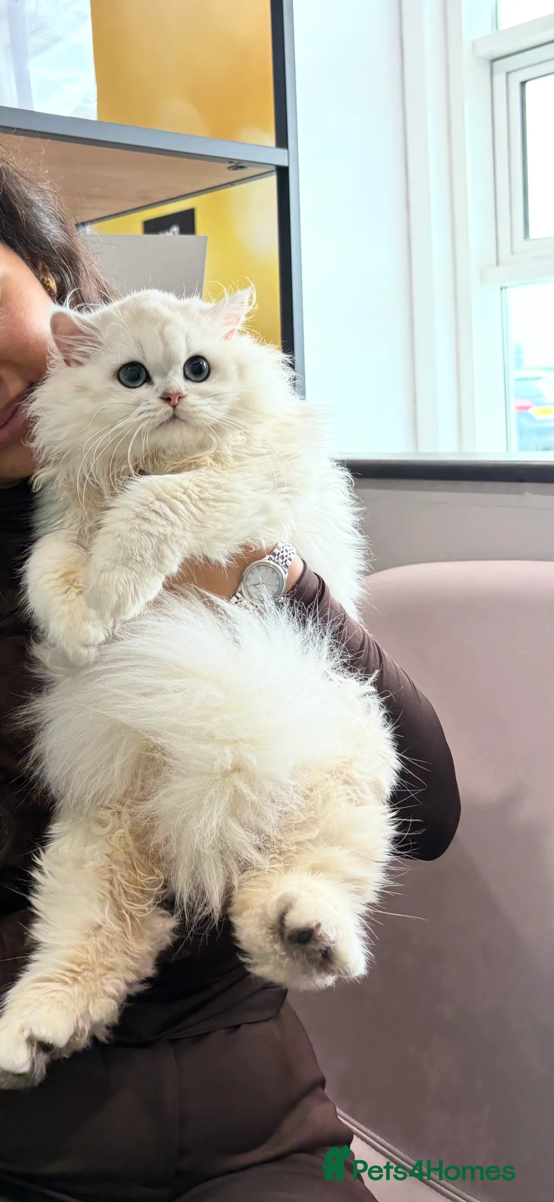 British Longhair cats for sale: Purebred BSL – Looking for Her Forever Home 🐾 - Advert 1