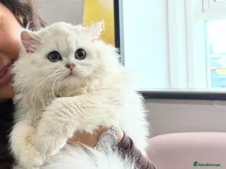 British Longhair cats Purebred BSL – Looking for Her Forever Home 🐾 - Advert 1