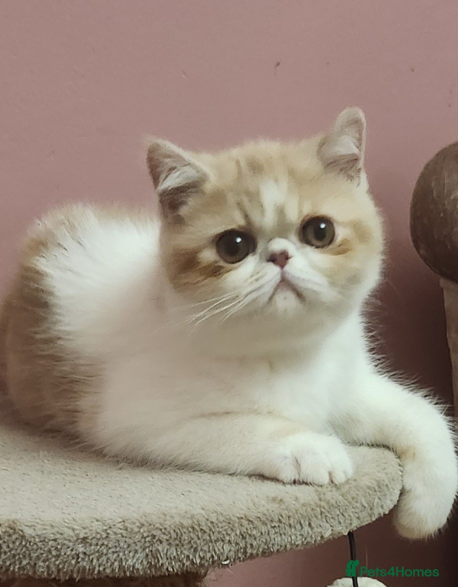 Exotic cats LAST VERY LOVING BOY LOOKING FOR HIS FOREVER HOME - Advert 3