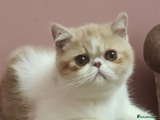 Exotic cats LAST VERY LOVING BOY LOOKING FOR HIS FOREVER HOME - Advert 1