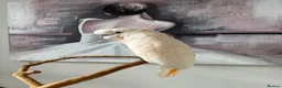 Cockatoo birds for sale: cockatoo moluccensis very rare that loves kids - Advert 6