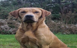 Labrador Retriever dogs for stud: Fully health tested, Fox Red Labrador  in Alton - Image 1