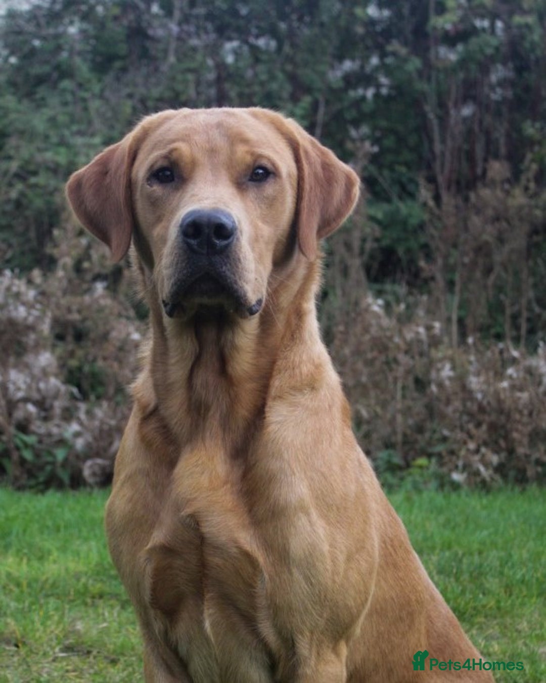 Labrador Retriever dogs for stud: Fully health tested, Fox Red Labrador  in Alton - Image 1