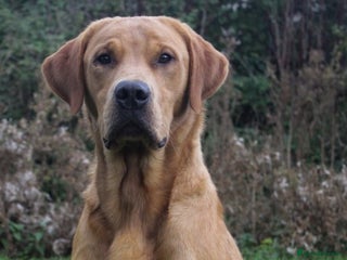 Labrador Retriever dogs in Alton - Advert 20