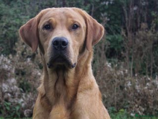 Labrador Retriever dogs Fully health tested, Fox Red Labrador in Alton - Advert 12