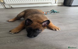 Belgian Shepherd Dog dogs for sale: Belgian Malinois  - Image 6