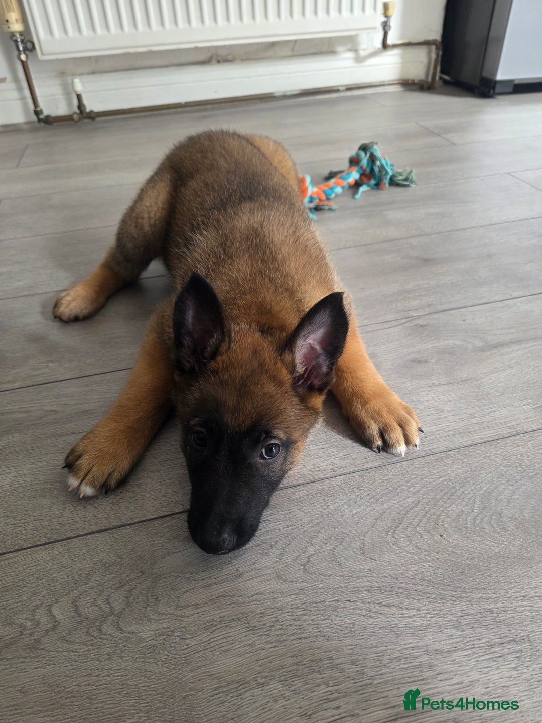 Belgian Shepherd Dog dogs for sale: Belgian Malinois  - Image 6