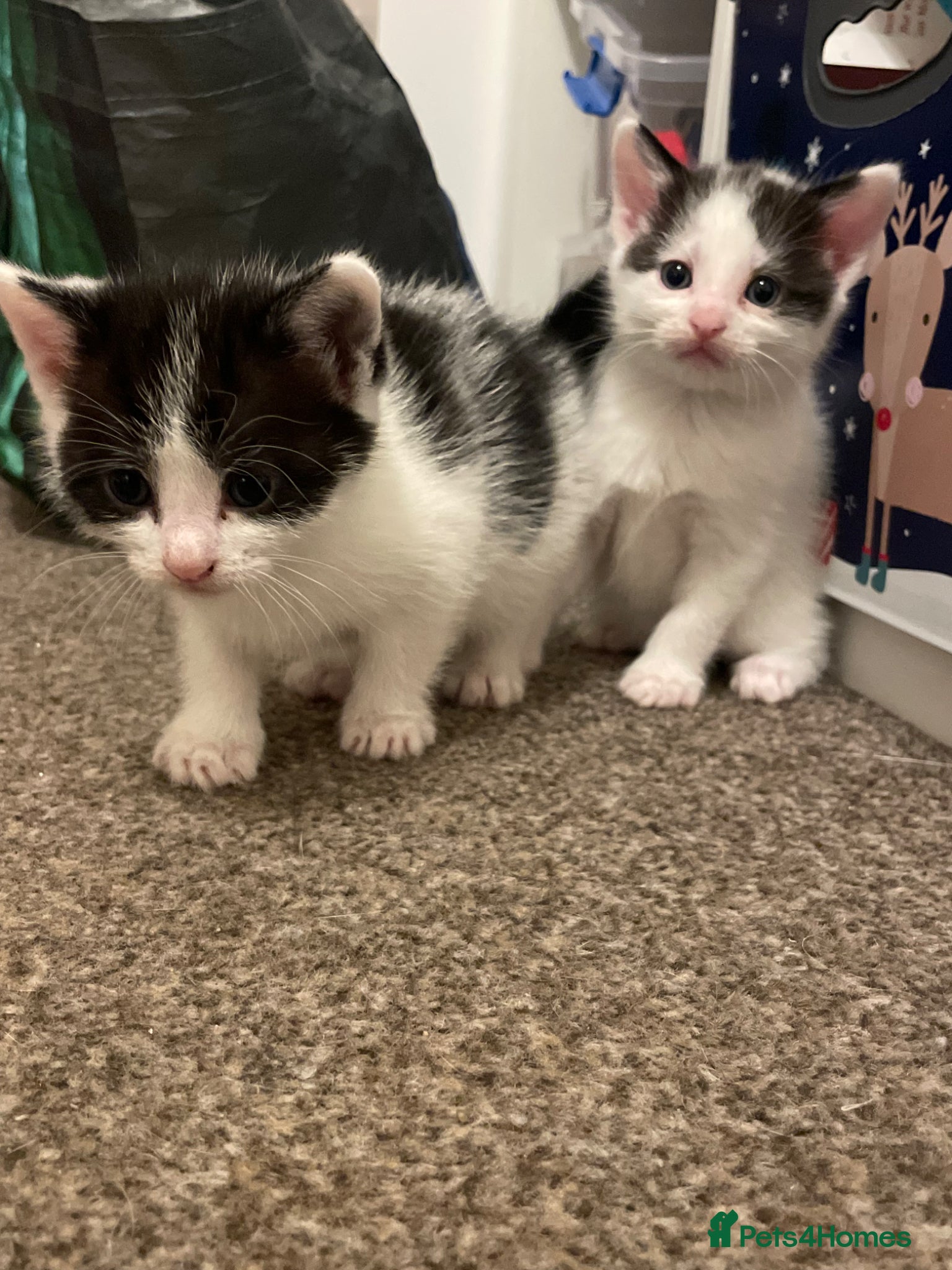 Mixed Breed cats 2 boy kittens - Advert 1
