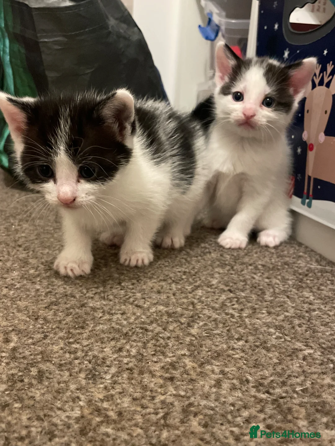 Mixed Breed cats for sale: 2 boy kittens in Hayle - Advert 1