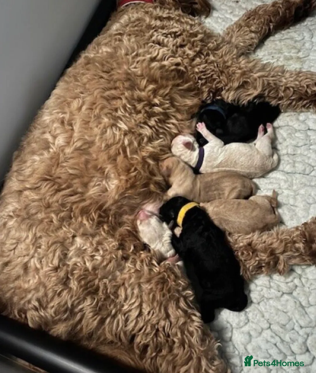 Goldendoodle dogs for sale: Goldendoodle puppy For sale - Advert 2