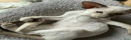 Siamese cats for sale:  Gccf registered Siamese’s  - Advert 11