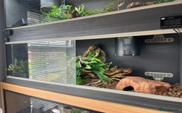 Python Snake reptiles for sale: Cinnamon lesser royal python  - Image 5