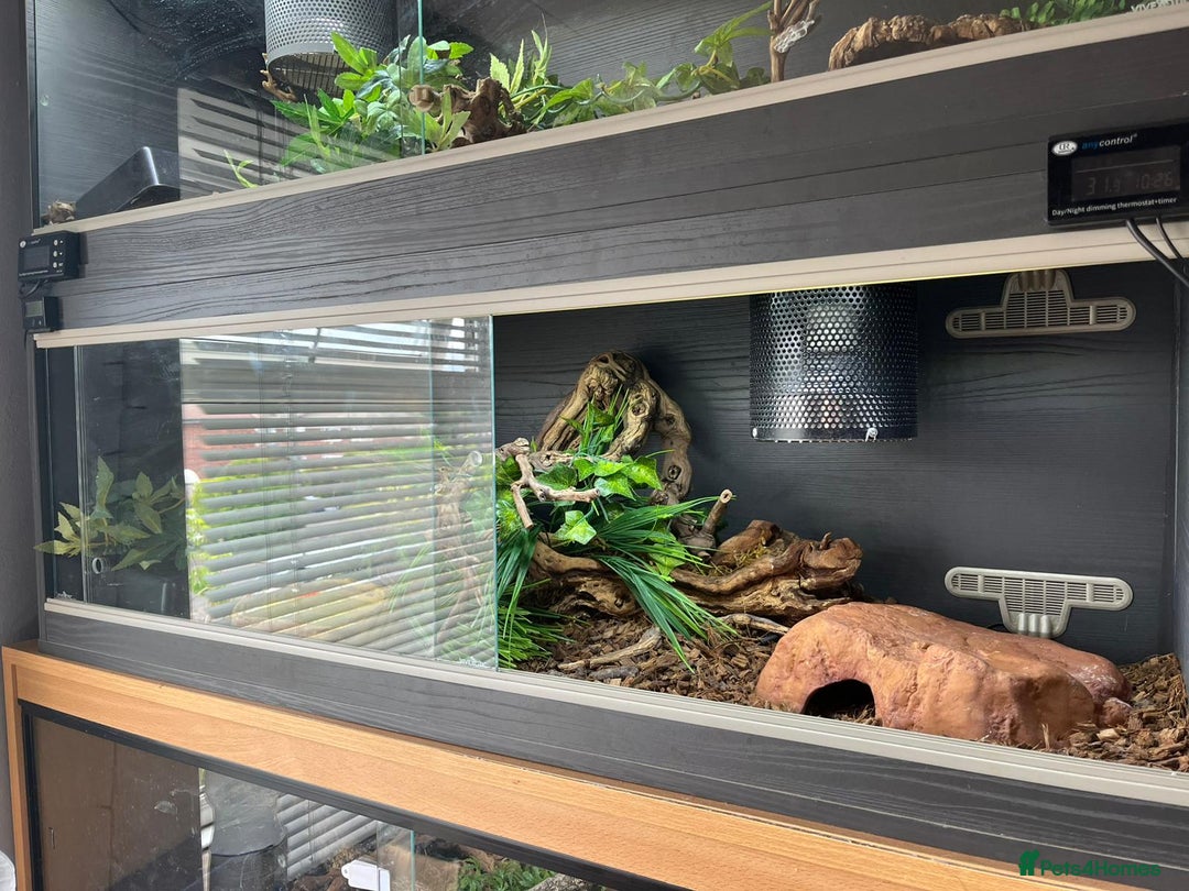 Python Snake reptiles for sale: Cinnamon lesser royal python  - Image 5