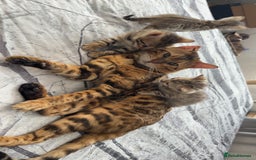 Bengal cats for stud: Bengal Stud Available🌟Hurry before spayed!🤍 in Ilford - Image 7