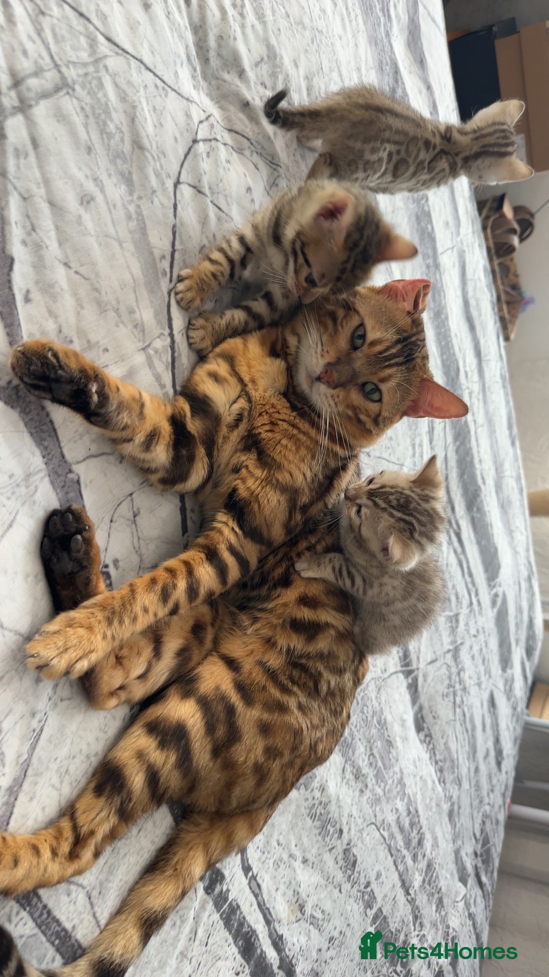 Bengal cats for stud: Bengal Stud Available🌟Hurry before spayed!🤍 in Ilford - Image 7