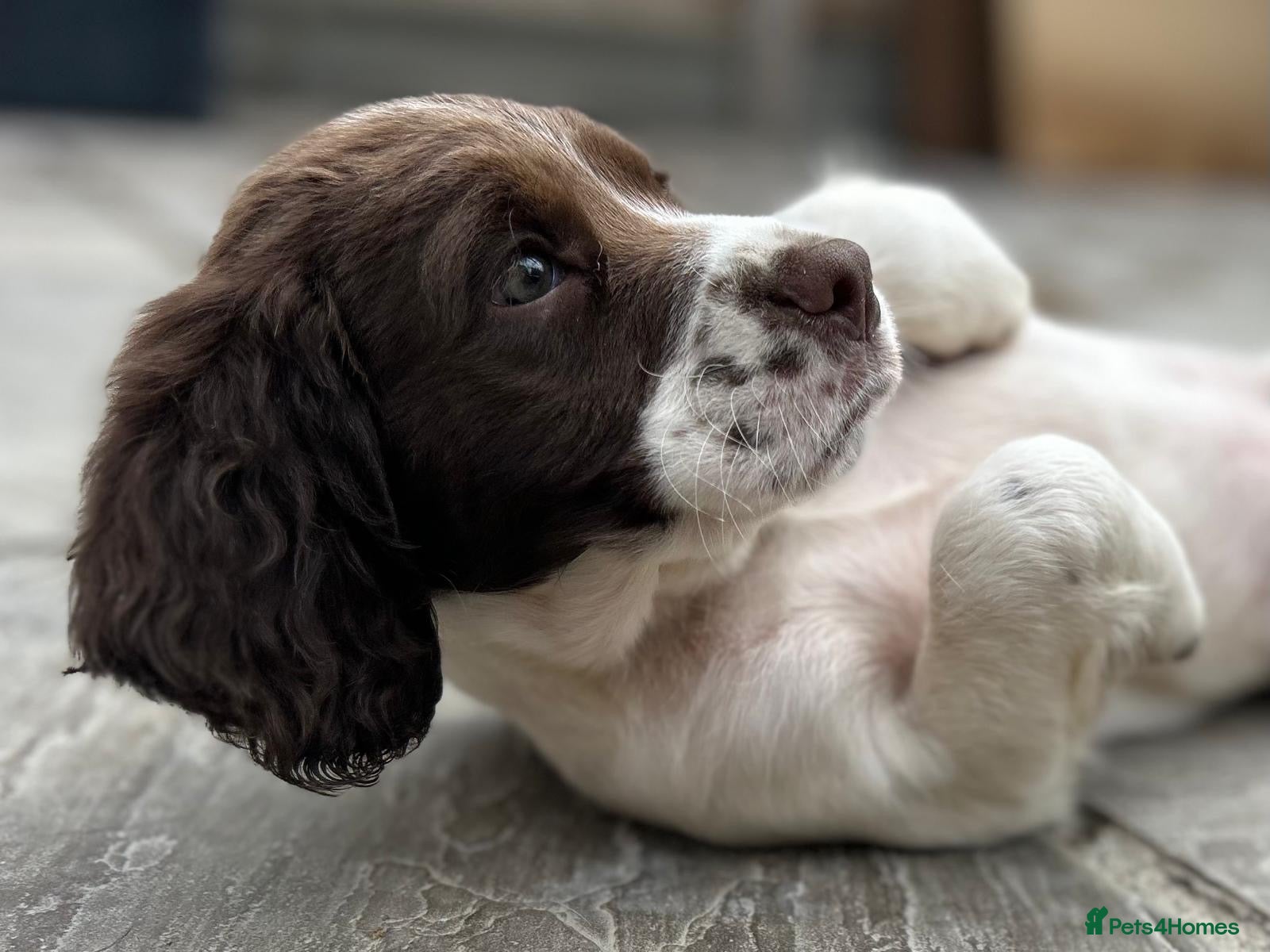 English Springer Spaniel dogs Kc reg working English springer spaniels  - Advert 1