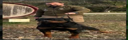Rottweiler dogs for sale: Female Rottweiler 16 months old for show& breeding - Advert 7