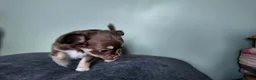 Chihuahua dogs for sale: Long haired chihuahua pups  in Rotherham - Advert 19