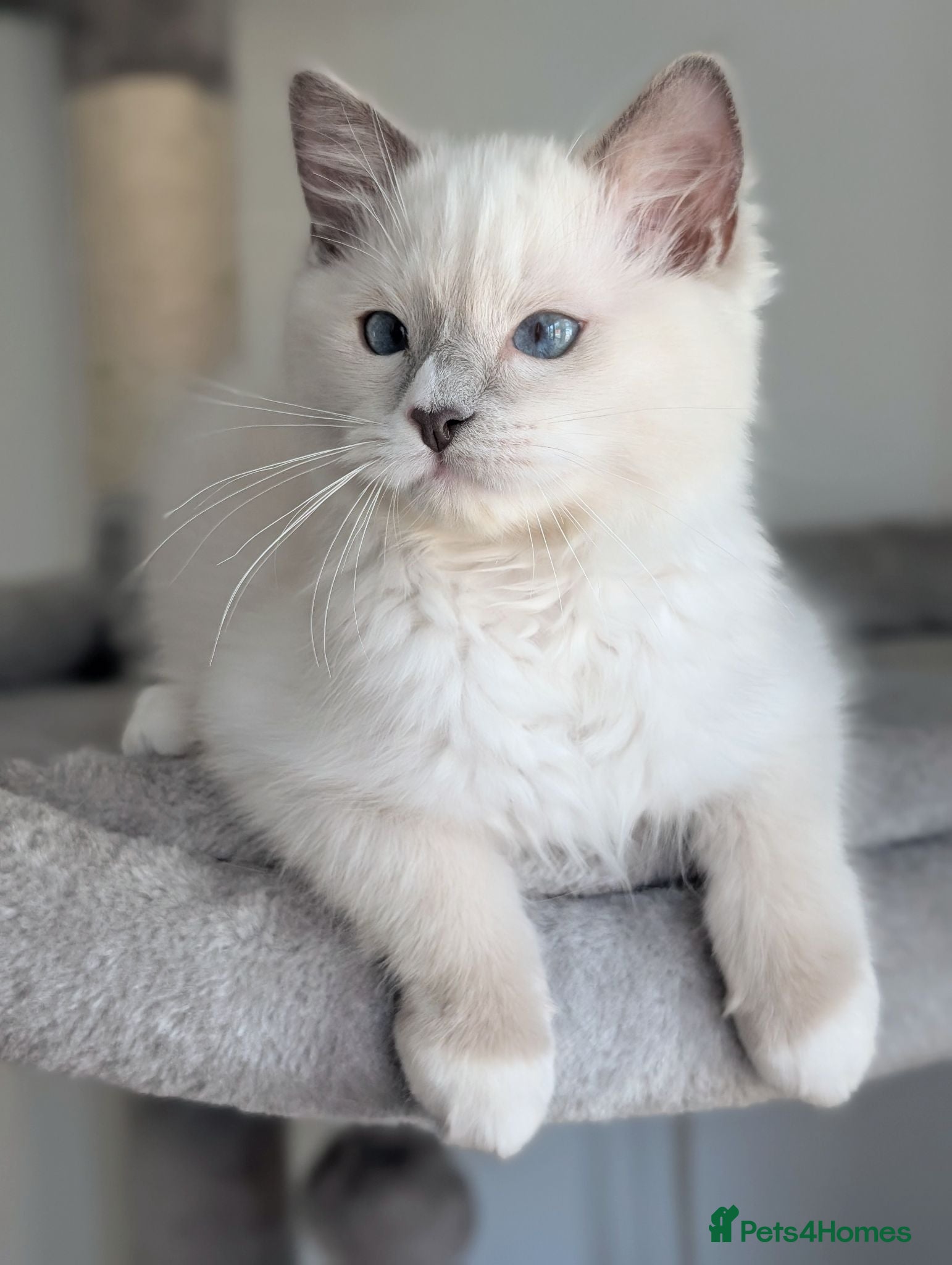 Ragdoll cats Champion EU pedigree TICA Ragdoll kitten  - Advert 17