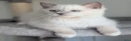 Ragdoll cats for sale: Champion EU pedigree TICA Ragdoll kitten  - Advert 3