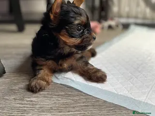 Yorkshire Terrier dogs only 2 left ‼️‼️pedigree yorkshire terrier ‼️‼️ - Advert 1