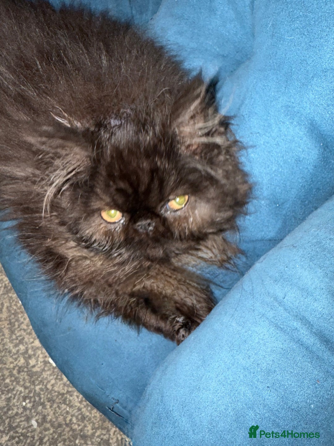 Persian cats for sale: 1 girl left REDUCED GCCF  PERSIANS  - Advert 7